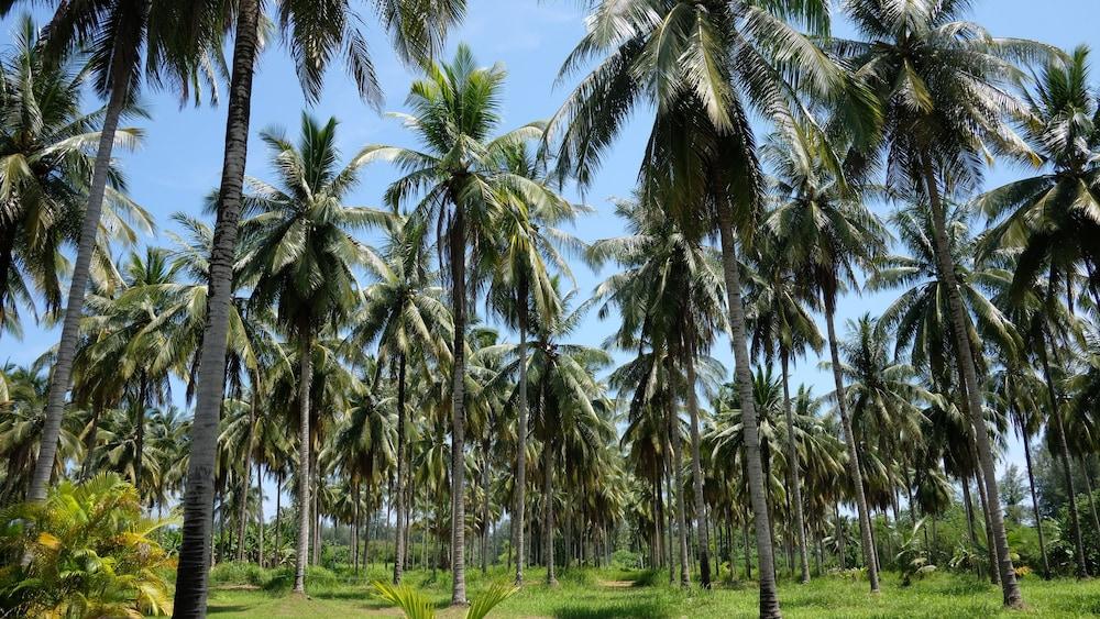 Khao Lak Golden Coconut Resort Exterior foto