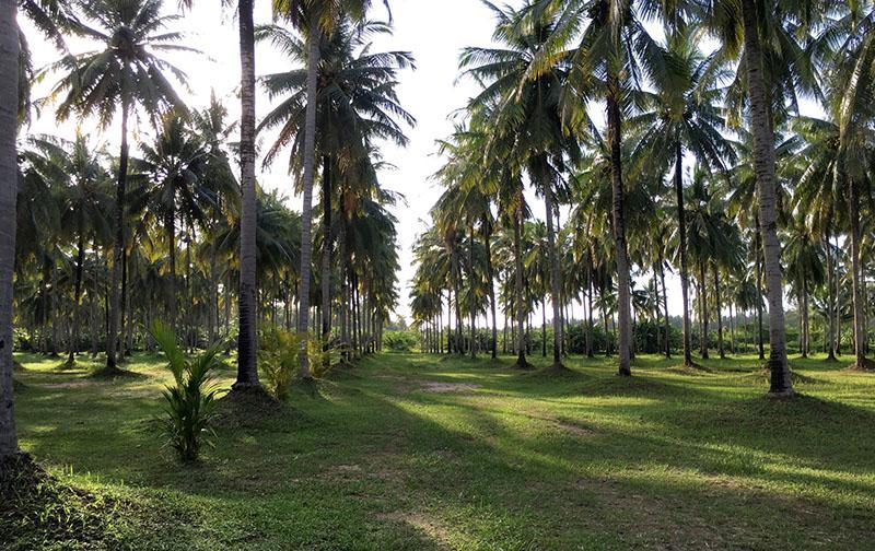 Khao Lak Golden Coconut Resort Exterior foto